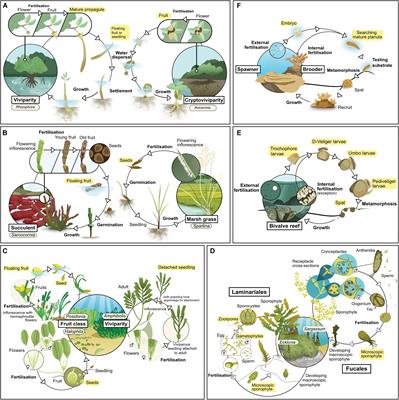 Using Propagules to Restore Coastal Marine Ecosystems